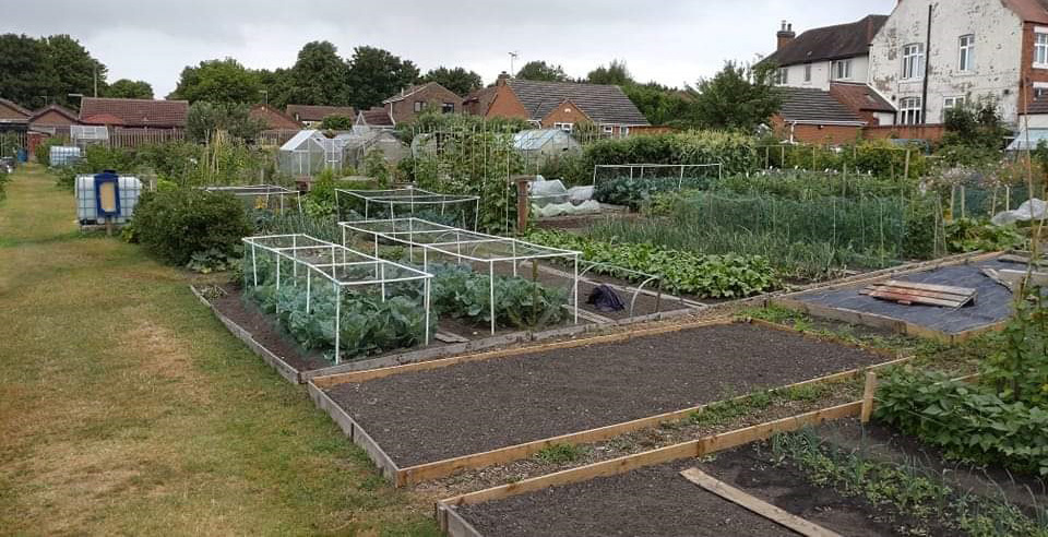 Photo of Sandham Lane Allotments, right hand side.