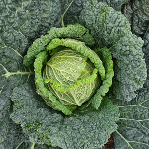 Photo of green cabbage